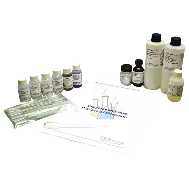 Enzymes and the digestive process